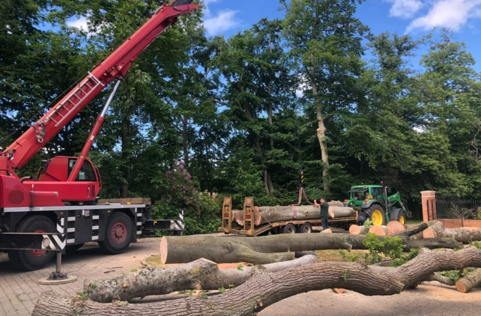 Crane-assisted removal of a large tree in a tight garden
