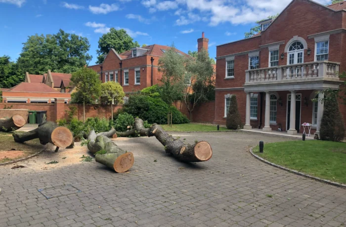 Crane-assisted removal of a large tree in a tight garden