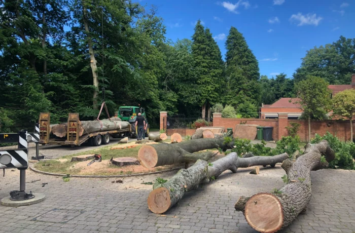Crane-assisted removal of a large tree in a tight garden