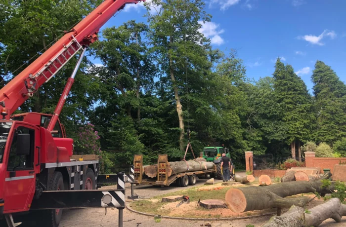 Crane-assisted removal of a large tree in a tight garden