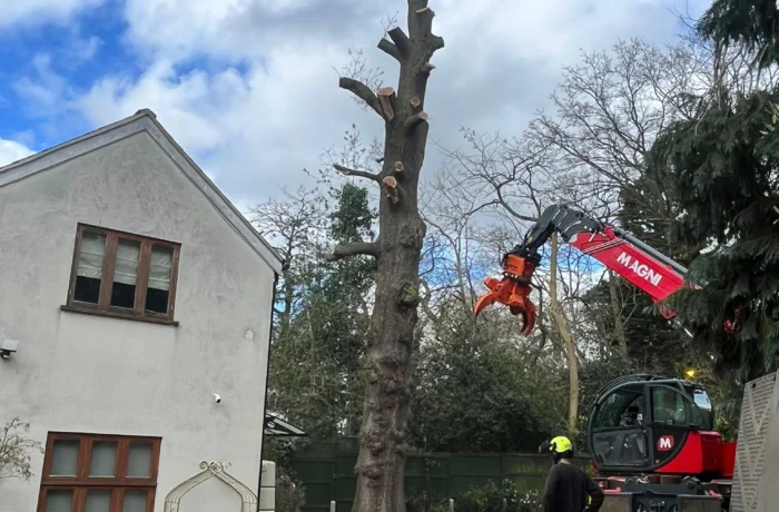 Crane-assisted removal of a large tree in a tight garden