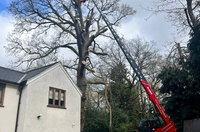 Crane-assisted removal of a large tree in a tight garden