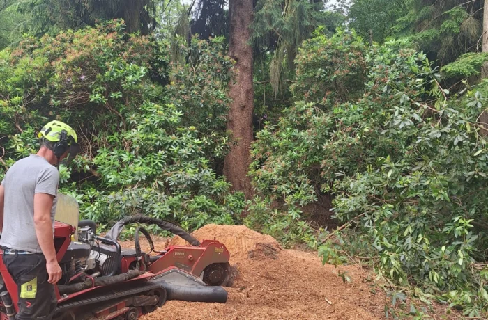 Crane-assisted removal of a large tree in a tight garden