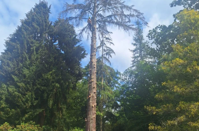 Crane-assisted removal of a large tree in a tight garden