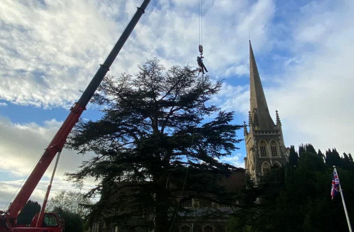 Crane-assisted removal of a large tree in a tight garden
