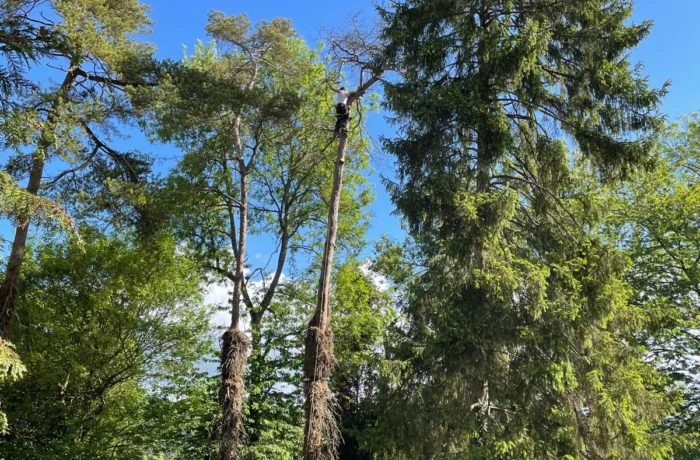 Tree management across a private estate