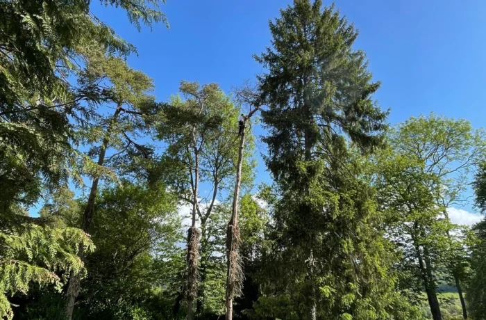 Tree management across a private estate