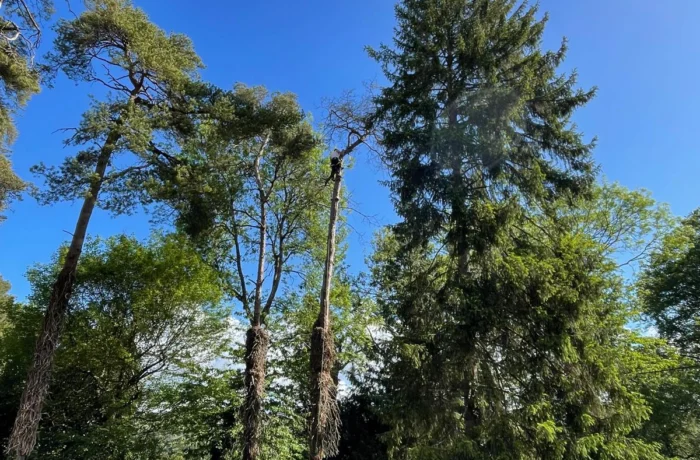 Tree management across a private estate