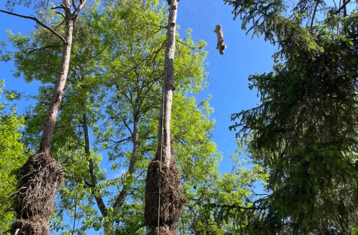 Tree management across a private estate