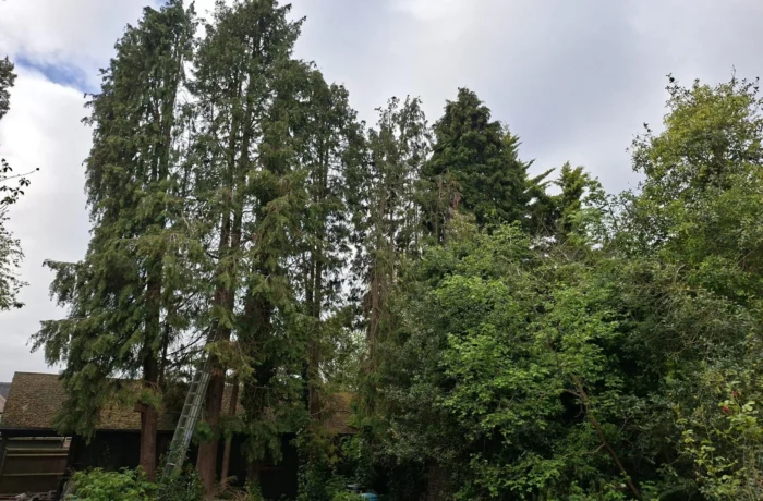 Tree management across a private estate