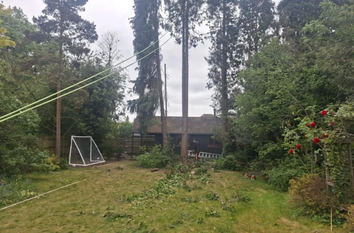 Tree management across a private estate