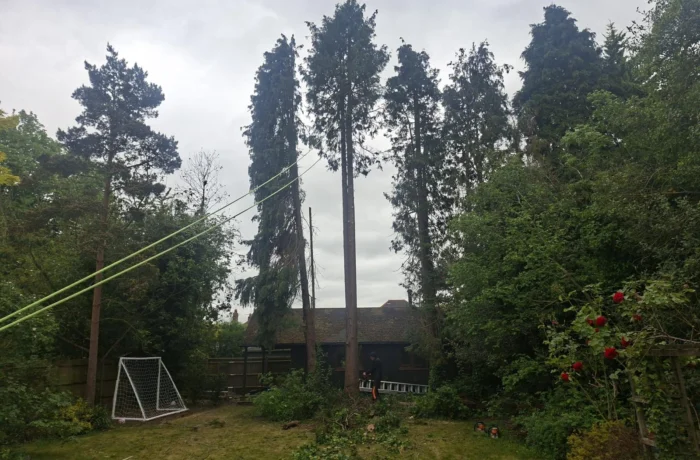 Tree management across a private estate