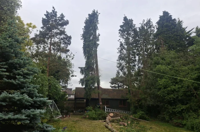 Tree management across a private estate
