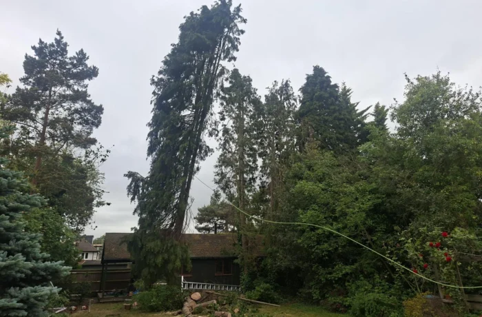Tree management across a private estate