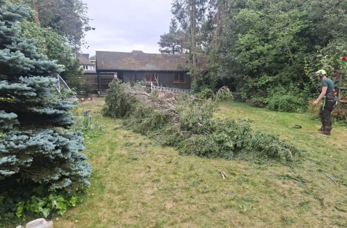 Tree management across a private estate
