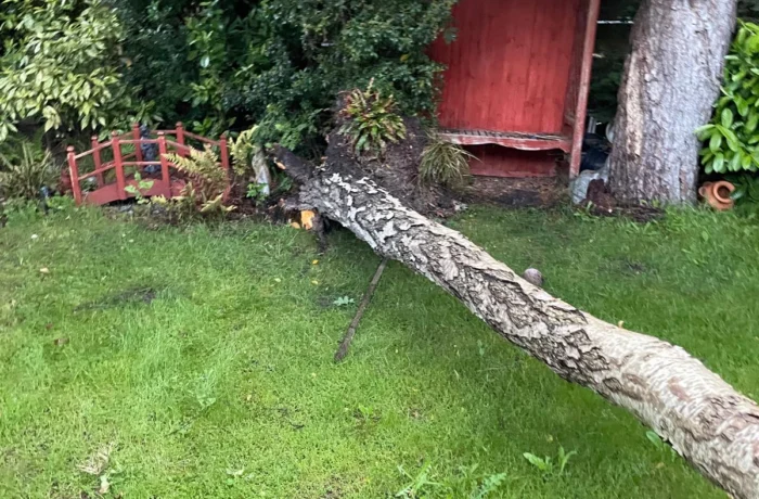 Tree management across a private estate