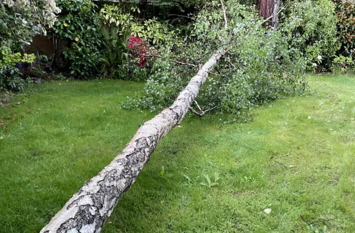 Tree management across a private estate