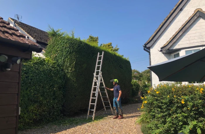 Reshaping a tall, overgrown garden hedge