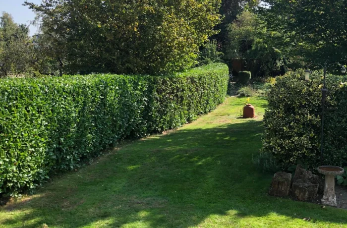 Reshaping a tall, overgrown garden hedge