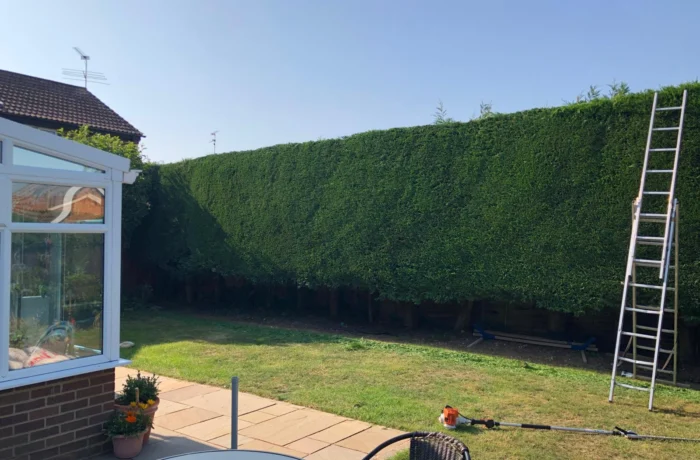 Reshaping a tall, overgrown garden hedge