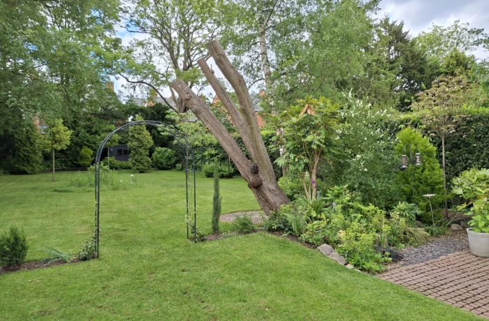 Tree care in a mature waterside garden