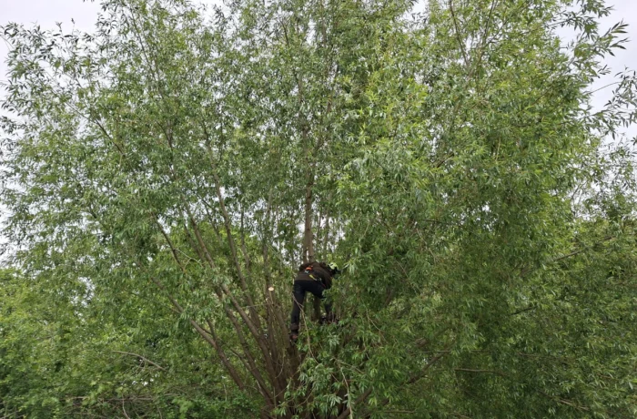 Tree care in a mature waterside garden