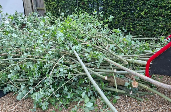 Tree care in a mature waterside garden