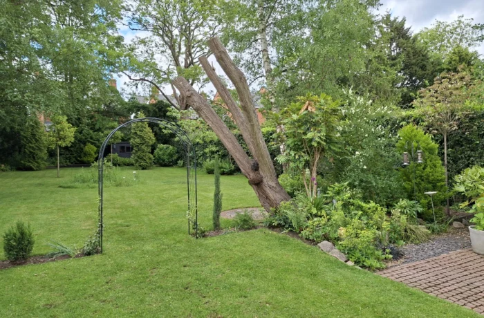 Tree care in a mature waterside garden
