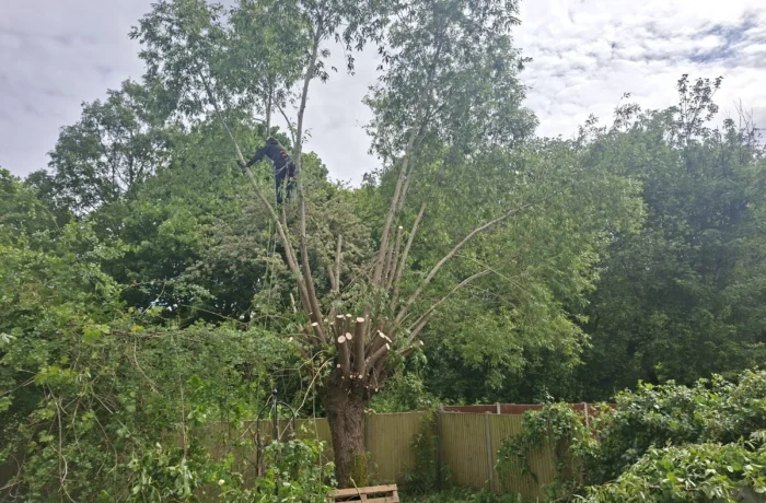 Tree care in a mature waterside garden