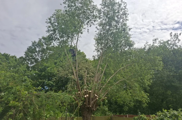 Tree care in a mature waterside garden