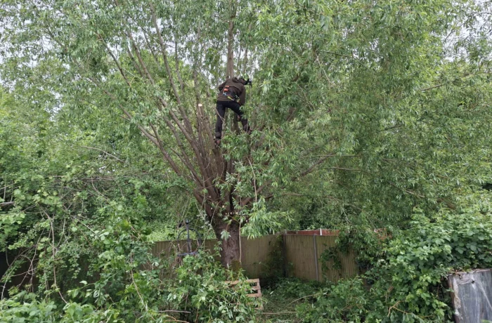 Tree care in a mature waterside garden