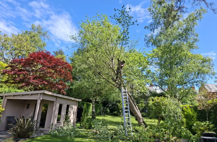 Tree care in a mature waterside garden