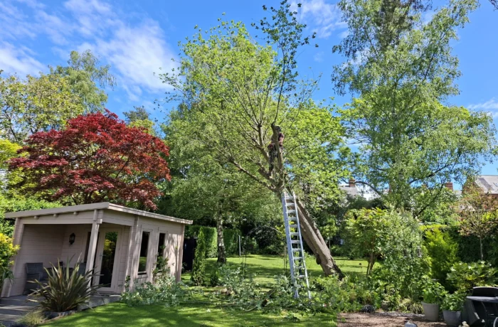 Tree care in a mature waterside garden