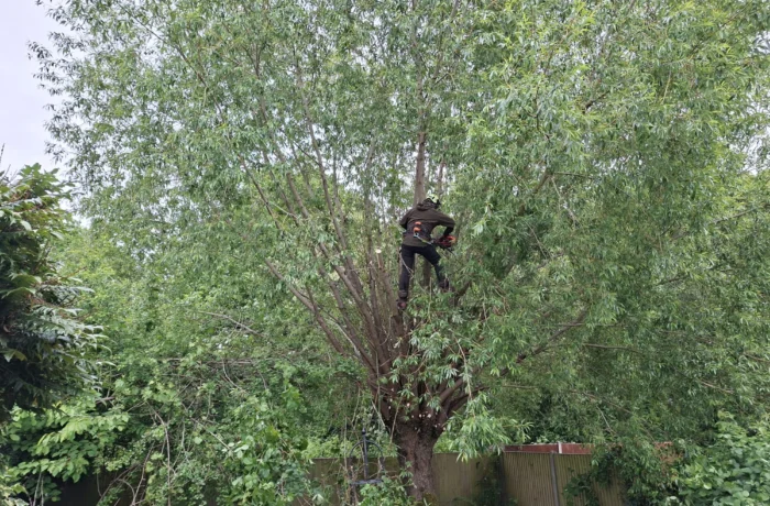 Tree care in a mature waterside garden