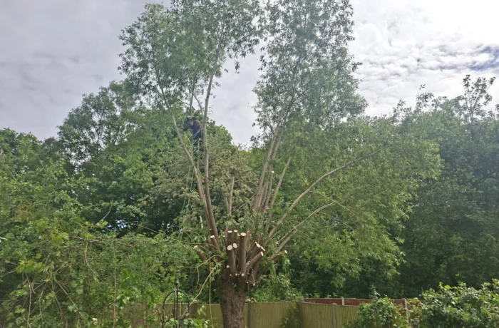 Tree care in a mature waterside garden