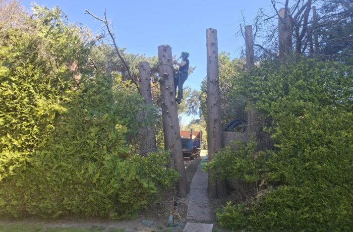 Opening up light in a mature wooded garden
