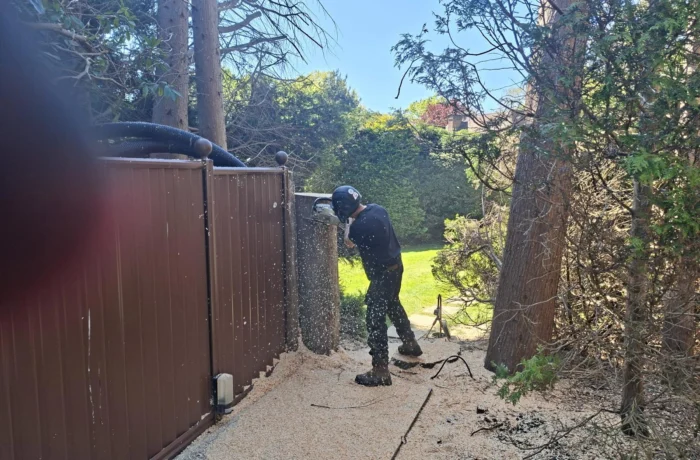 Opening up light in a mature wooded garden