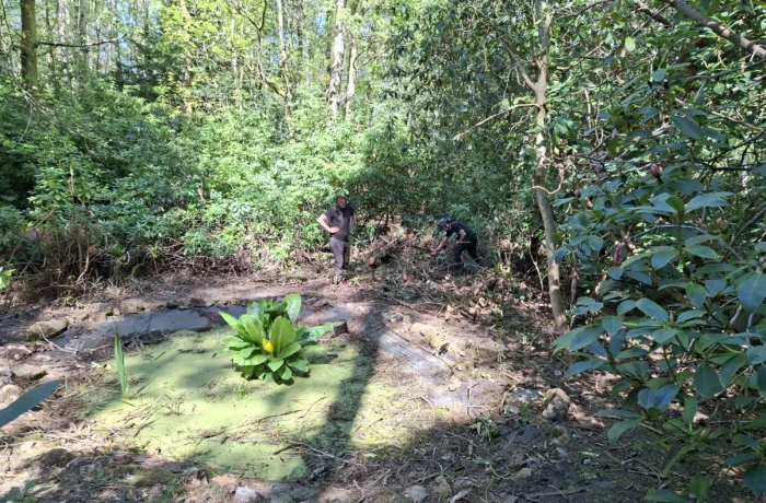 Opening up light in a mature wooded garden