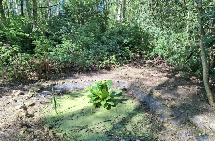 Opening up light in a mature wooded garden