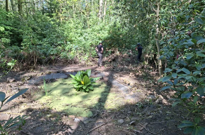 Opening up light in a mature wooded garden