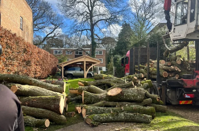 Precision and Teamwork in Large Oak Tree Removal in Weybridge